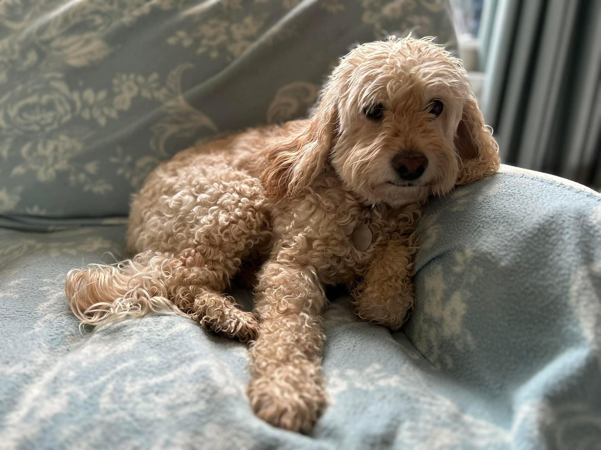 Happy pet (placeholder)